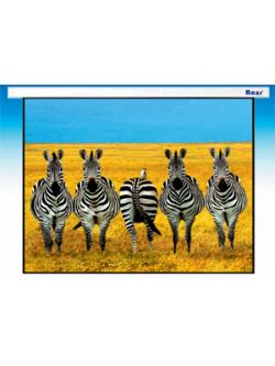 จอรับภาพโปรเจคเตอร์ แบบมอเตอร์ไฟฟ้า ยี่ห้อ Razr (เรซน์) ขนาด 70 x 70 นิ้ว ฟรีรีโมทคอนโทรลไร้สาย