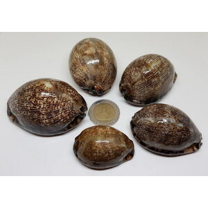 เบี้ยแก้