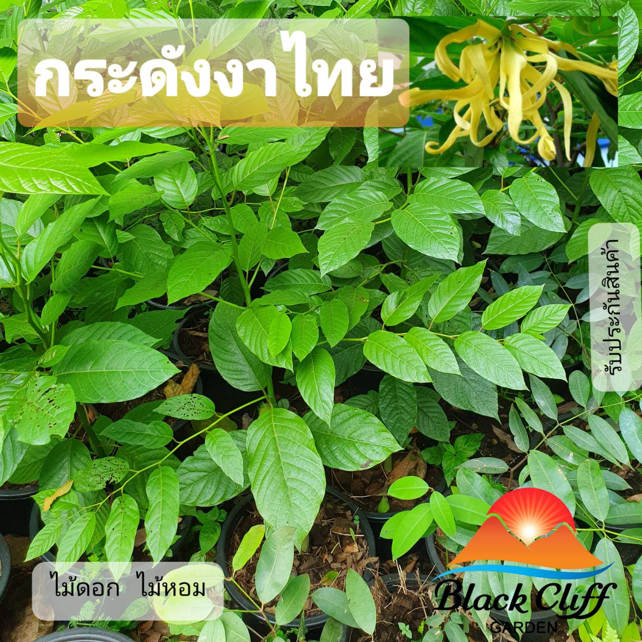 ต้นกระดังงาไทย กระดังงาไทย สวนเขาหมาก ไม้หอม ดอกหอม ไม้มงคล ต้นไม้ พันธุ์ไม้หายาก