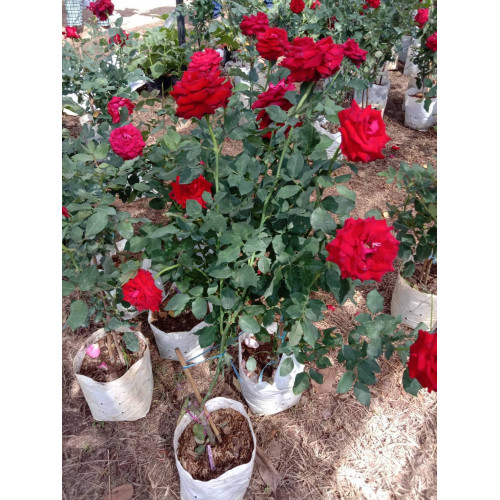กุหลาบสีแดง ต้นกุหลาบดอก ดอกใหญ่สวย สวนเขาหมาก รับประกันสินค้า ต้นสวย ดอกสวย แจ้งสีได้
