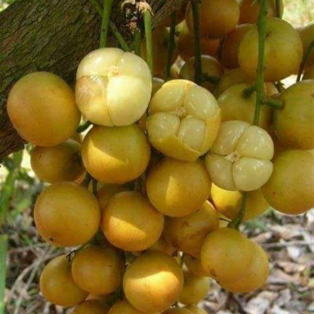 ต้นมะไฟสีชมพู ต้นมะไฟ มะไฟ มะไฟสีชมพู กิ่งพันธุ์ ต้นไม้ ไม้ผล ต้นพันธ์ เมล็ดพันธ์ พันธุ์ไม้ ไม้มงคล ไม้ฟอกอากาศ เมล็ดพันธุ์ สวนเขาหมาก เนื้อนวลหวานฉ่ำ เป็นไม้พุ่มดูแลง่าย ออกลูกดกเต็มต้น สูงประมาณ 50 ซม. (ต้นไม้) สำเนา