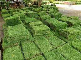 หญ้าญี่ปุ่น สวนเขาหมาก หญ้าจริง หญ้าปูหน้าบ้าน จัดสวนหย่อม ขนาด 50*100 เซ็นติเมตร
