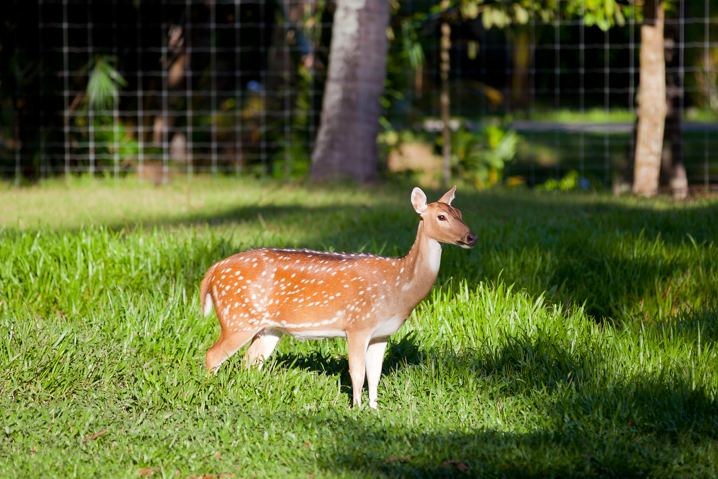 For Rent : Rawai, Seafront Pool Suite, 3 Bedroom 2.5 Bathroom