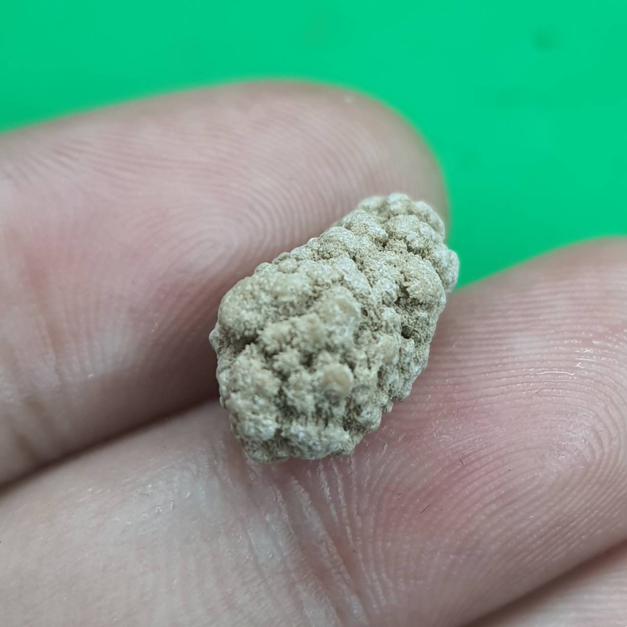 ของนำโชค พระธาตุสีวลี ขนาดเหรียญบาท พระสิวลี ของแท้ พระเครื่องพระสีวลี