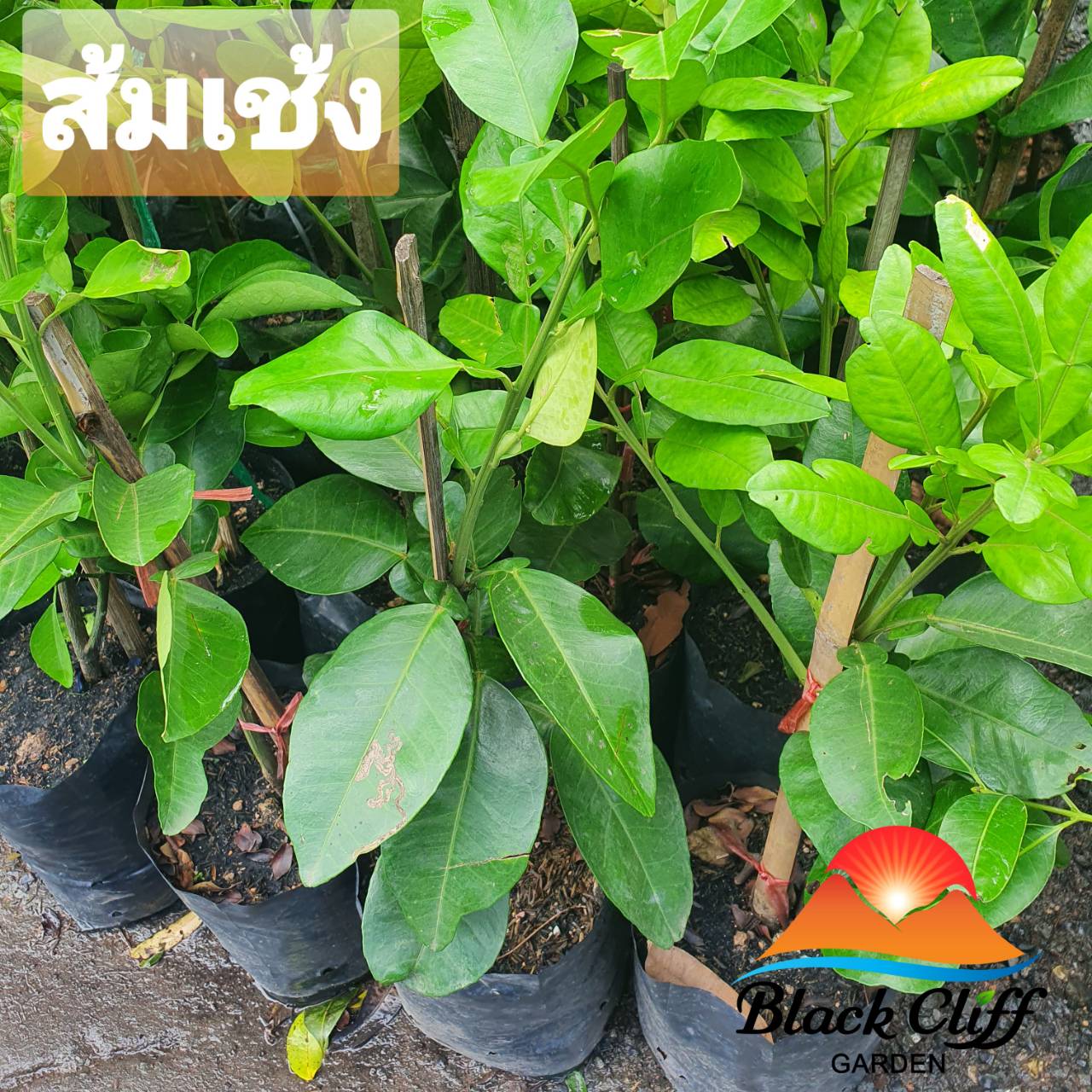 ส้มเช้ง ไม้ผล สวนเขาหมาก blackcliffgarden ส้มเช้ง ไม้มงคล