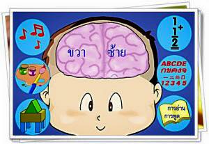หน้าที่ของสมองทั้งสองซีก