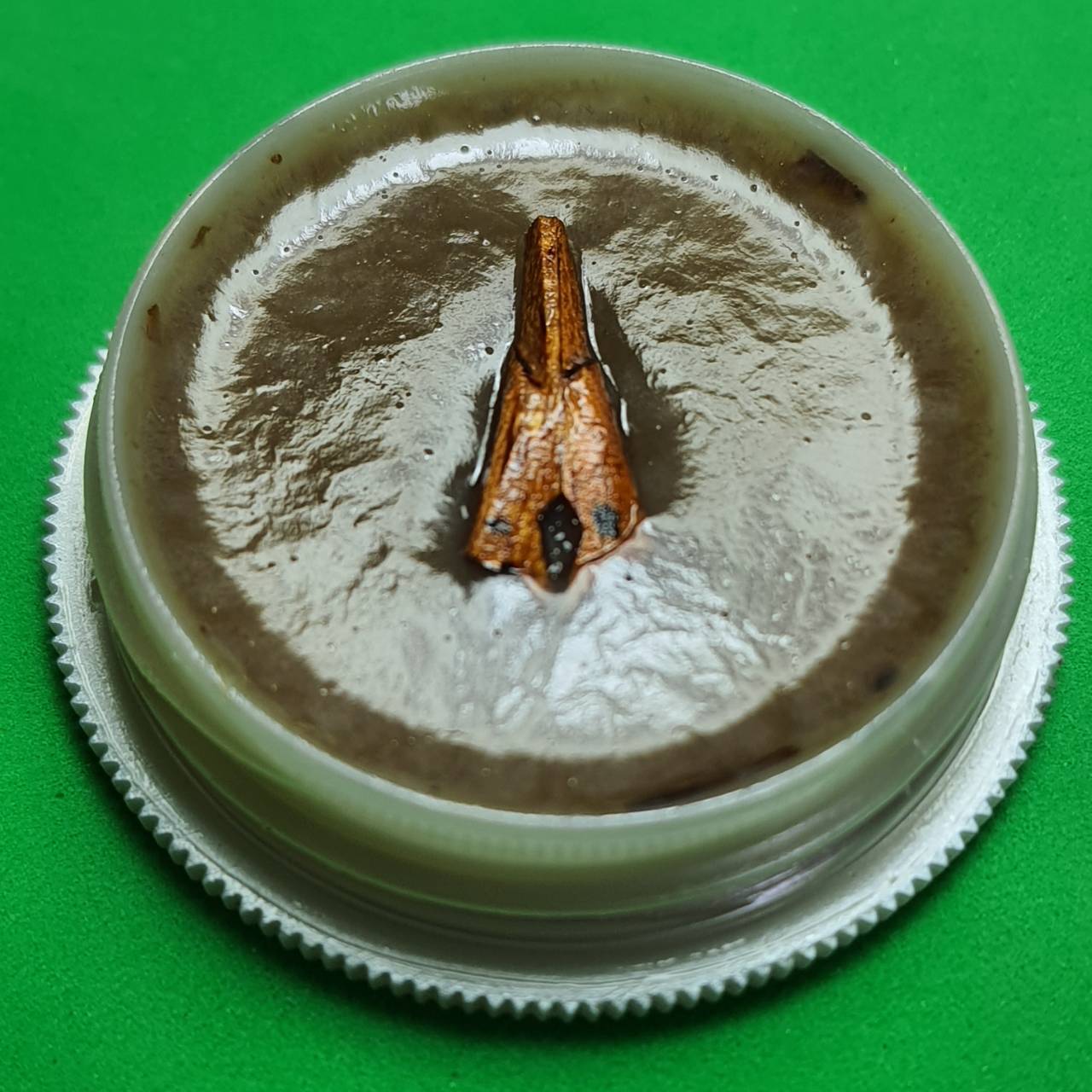 ของนำโชค สีผึ้งค้าขายดี เสน่ห์สาริกาไม้ขนุน สีผึ้งแท้ สีผึ้งของแท้ สีผึ้งเรียกทรัพย์ สีผึ้งนำโชค สาริกาลิ้นทอง สาริกามหาเสน่ห์ สาริกามหาลาภ สาริกาให้โชค สาริกาค้าขาย