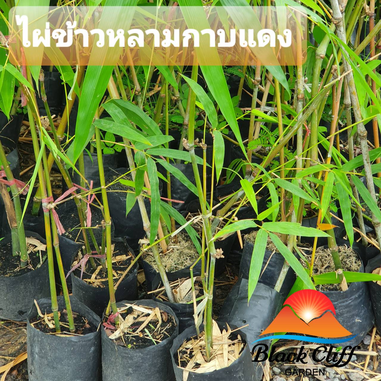 ไผ่ข้าวหลามกาบแดง ไผ่เงินล้าน สวนเขาหมาก ไม้ลำต้นตรง เปลือกสวย เหมาะทำข้ามหลาม