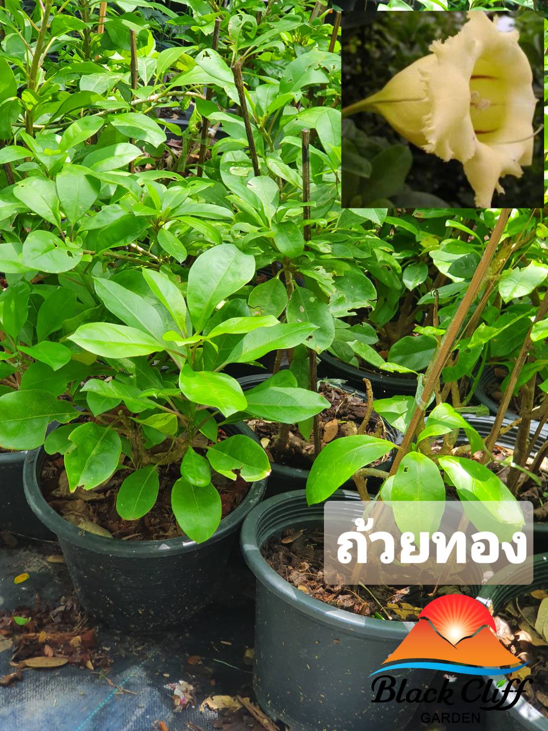 ต้นถ้วยทอง ไม้หอม ดอกหอม ไม้มงคล ต้นไม้ เมล็ดพันธ์ พันธุ์ไม้หายาก ไม้ประดับ ไม้ดอก