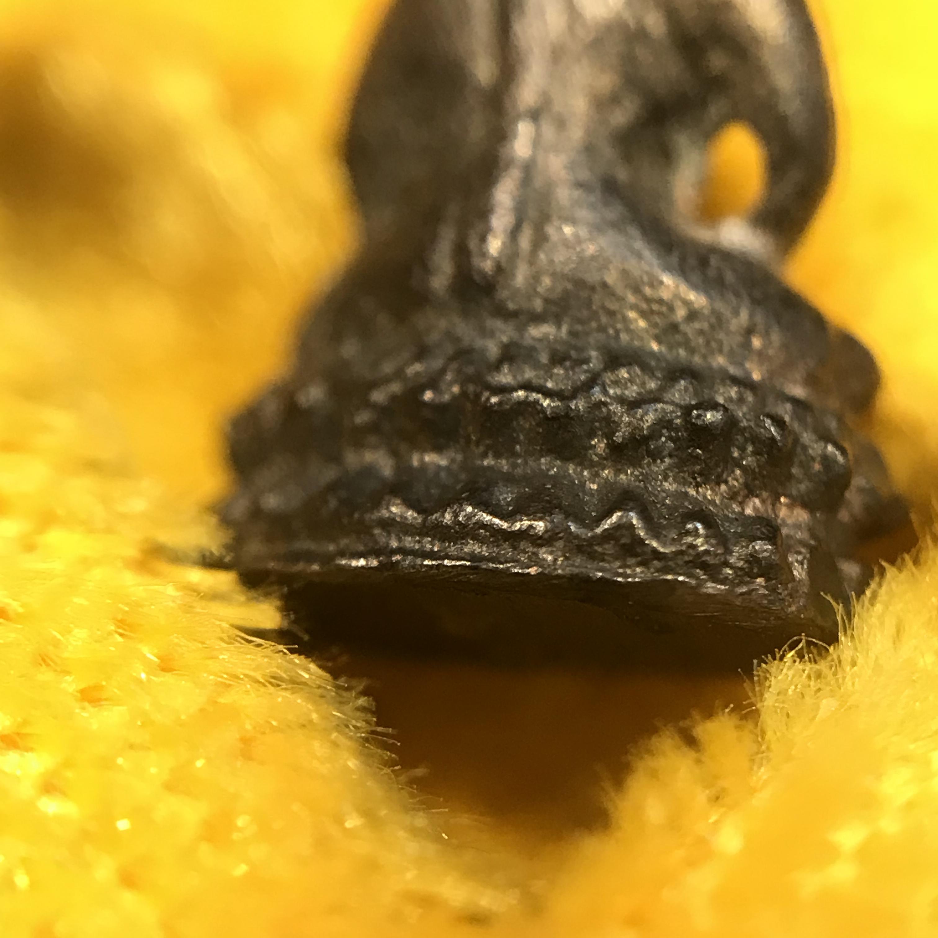 พระชัยวัฒน์อมรโมลี สมเด็จพระวันรัต (จุนท์ พรหมคตโต) วัดบวรนิเวศฯ เนื้อนวโลหะ ปี๒๕๓๔ สภาพสวยหายาก!!!(ตอกโค๊ด)