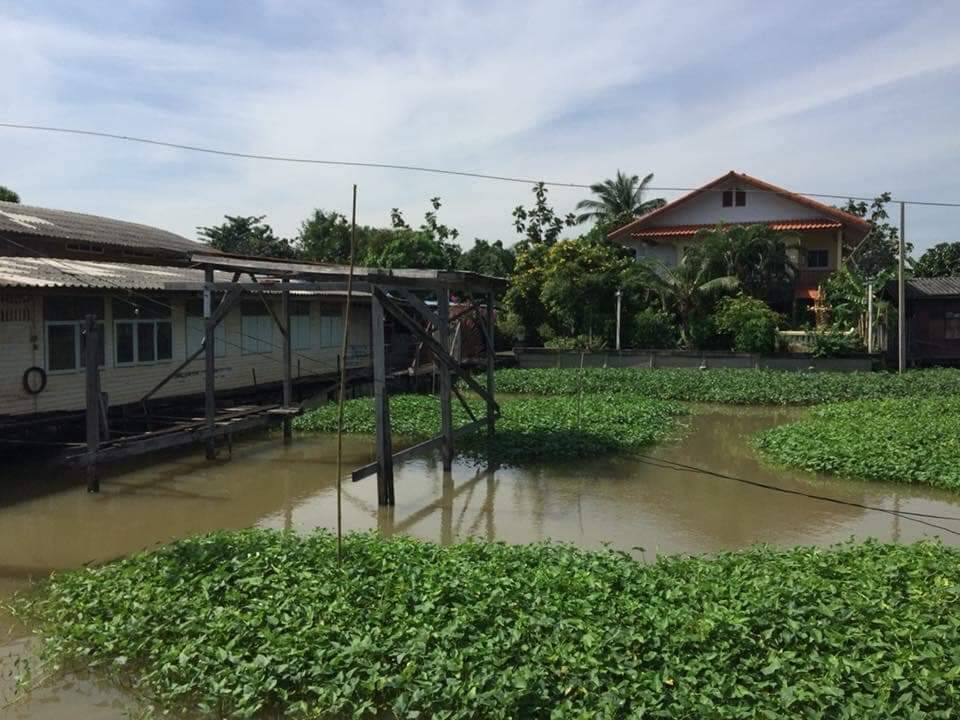 For Sales : Land on the Chao Phraya River, 2 Rai