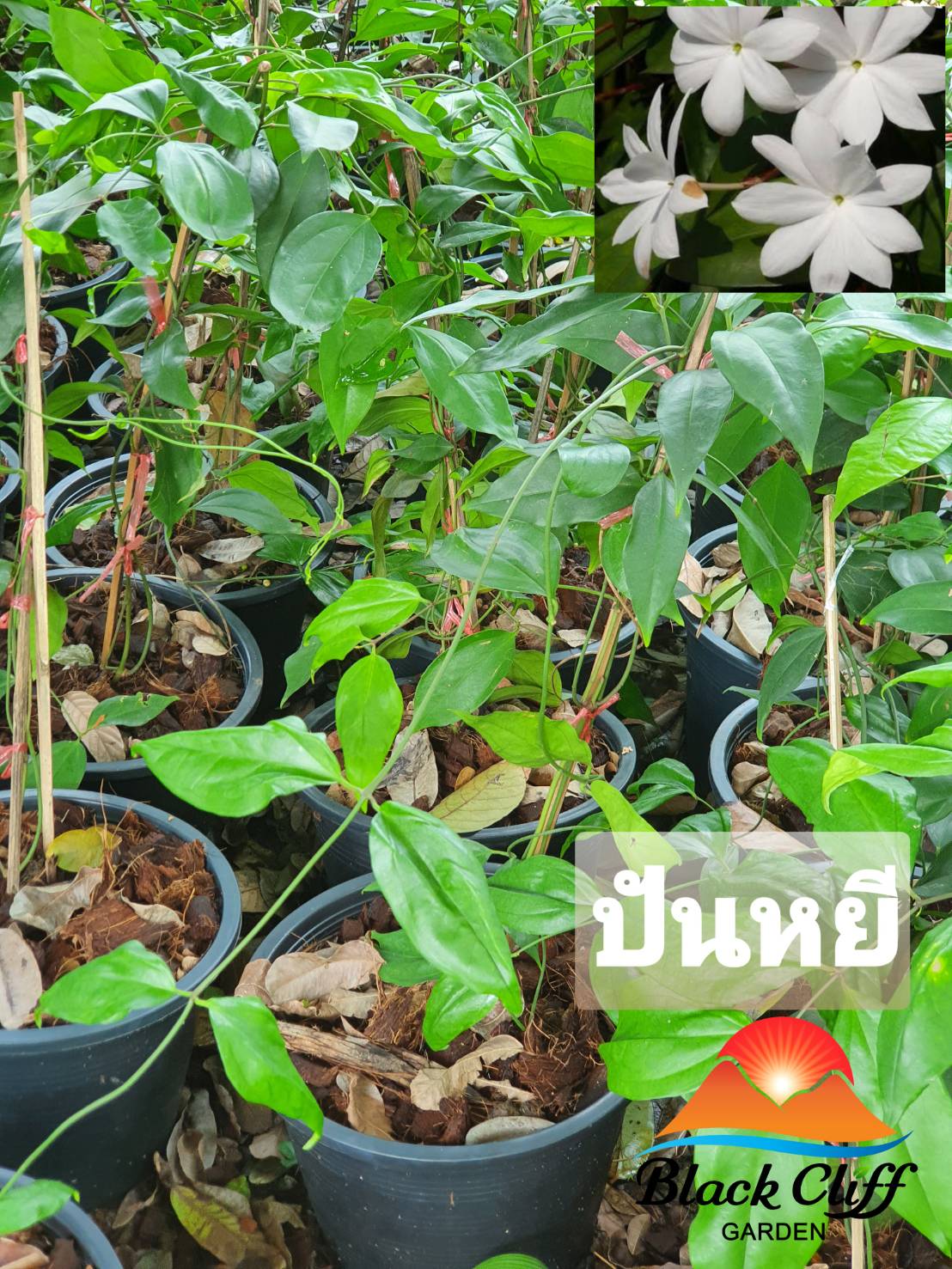 ต้นปันหยี ไม้หอม ดอกหอม ไม้มงคล ต้นไม้ เมล็ดพันธ์ พันธุ์ไม้หายาก ไม้ประดับ ไม้ดอก