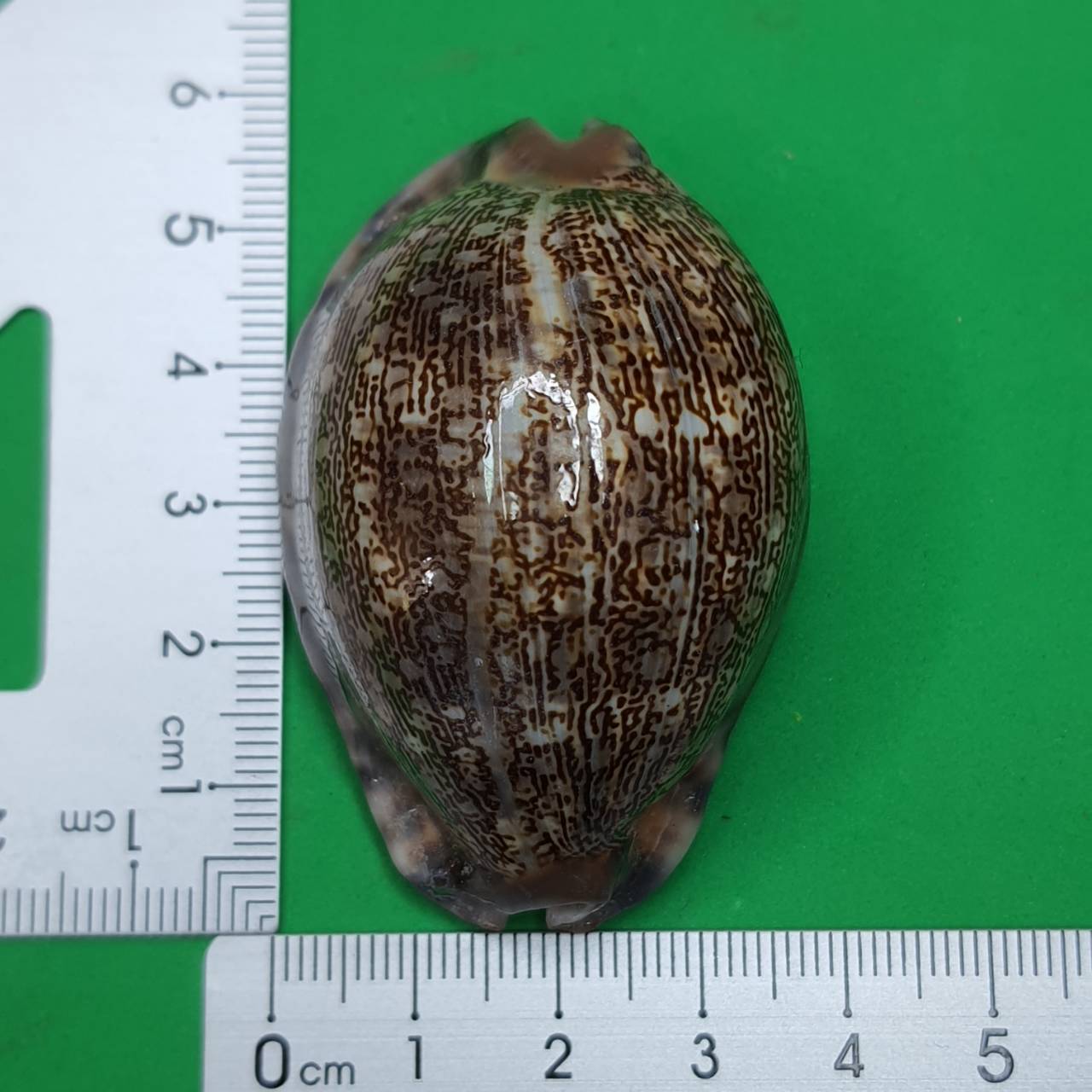 ของป้องกัน เบี้ยแก้ครู เล็ก ขนาดความยาว 4 - 5 ซม. เบี้ยแก้คุณไสย ของแท้ เบี้ยแก้ปลุกเสก เบี้ยแก้หอย เบี้ยแก้ของแท้