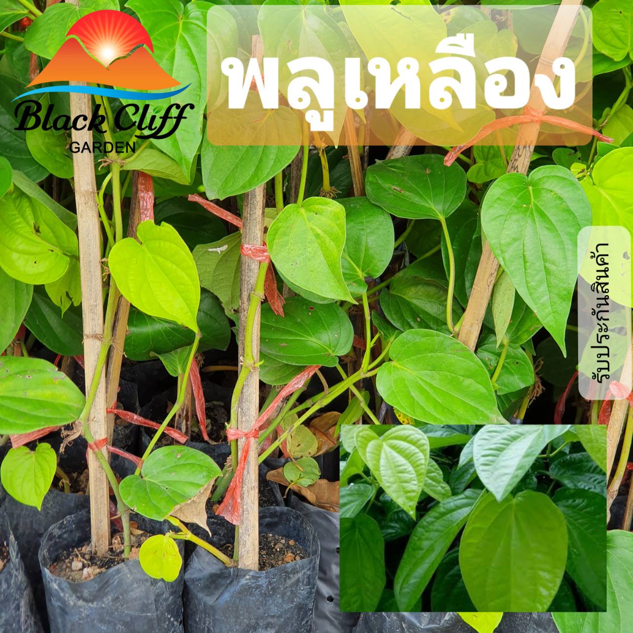 กิ่งพลู ต้นพลูก พลูกินใบ ต้นไม้ ไม้ผล ต้นพันธ์ พันธุ์ไม้ ไม้มงคล ไม้ฟอกอากาศ สวนเขาหมาก พลูเหลือง กินใบ ตอนกิ่ง โตไว