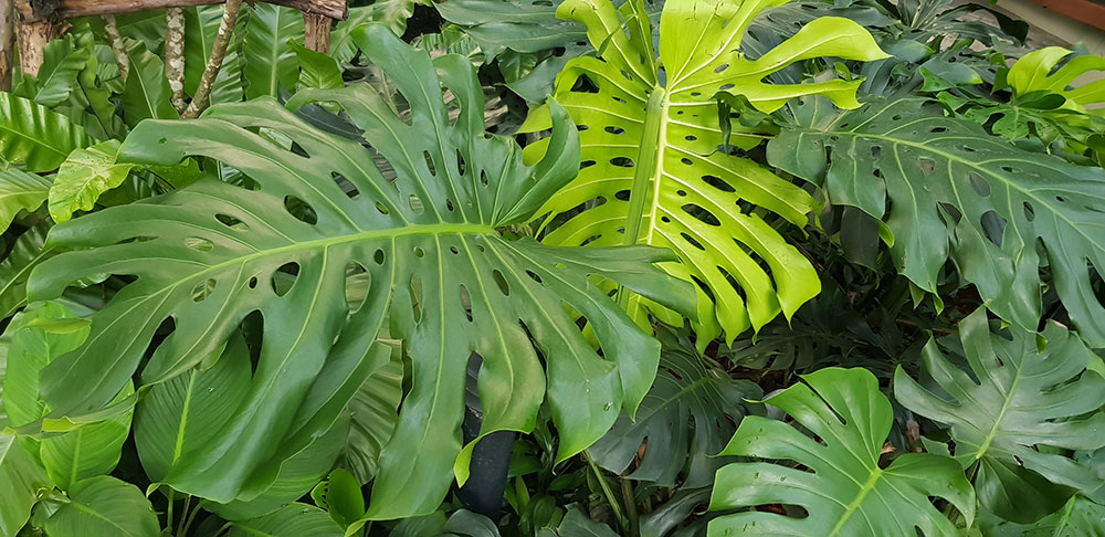 ต้นมอสเตอร่า มอสเตอร่า Monstera ราชินีใบ สวนเขาหมาก ต้นไม้ ต้นพันธ์ เมล็ดพันธ์ พันธุ์ไม้ ไม้มงคล ไม้ฟอกอากาศ