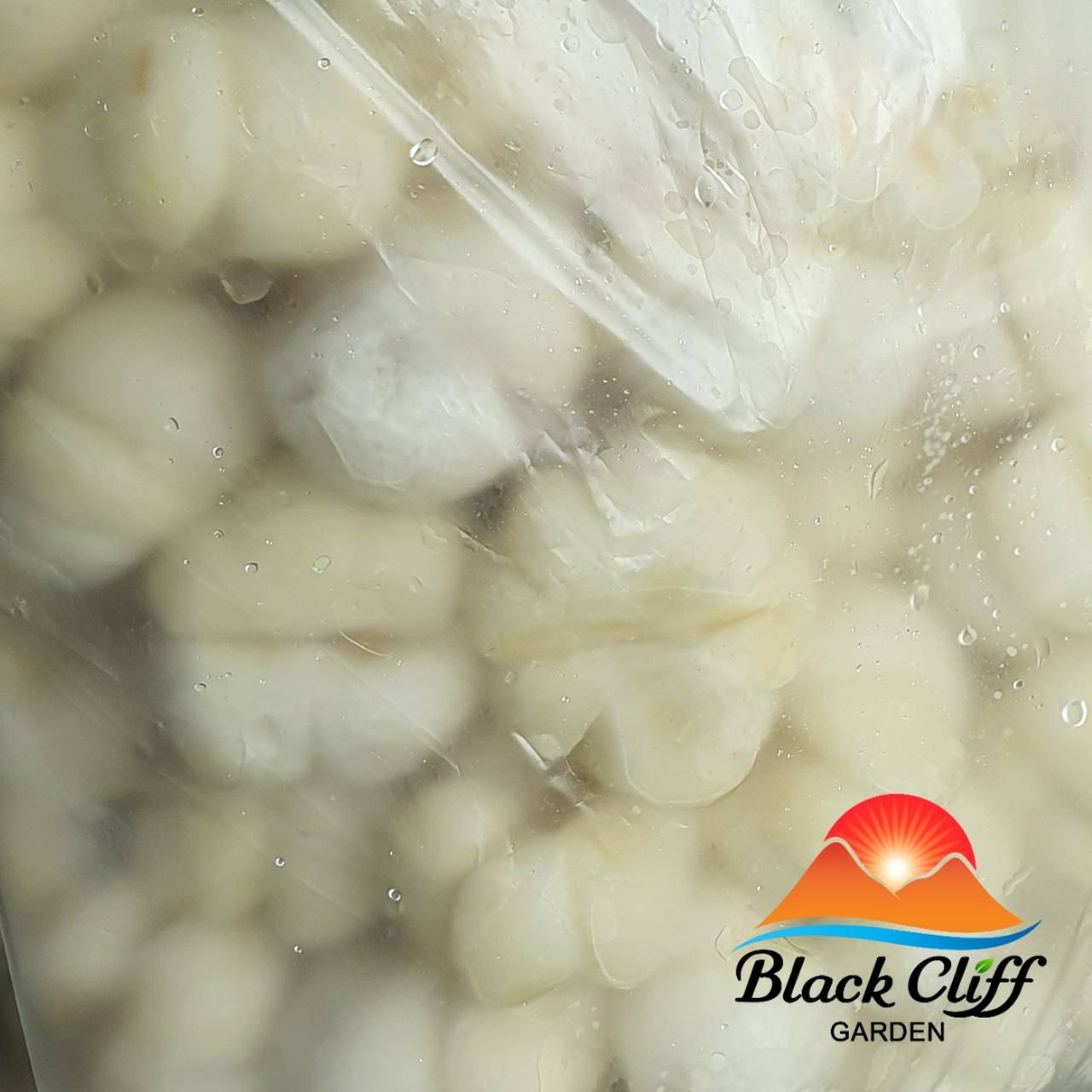มังคุดคัด มังคุดแช่แข็ง สวนเขาหมาก (1 แพ็ค 1 กิโลกรัม) blackcliffgarden ผลไม้ ผลไม้แช่แข็ง ผลไม้กรอบ นำไปประกอบอาหารได้