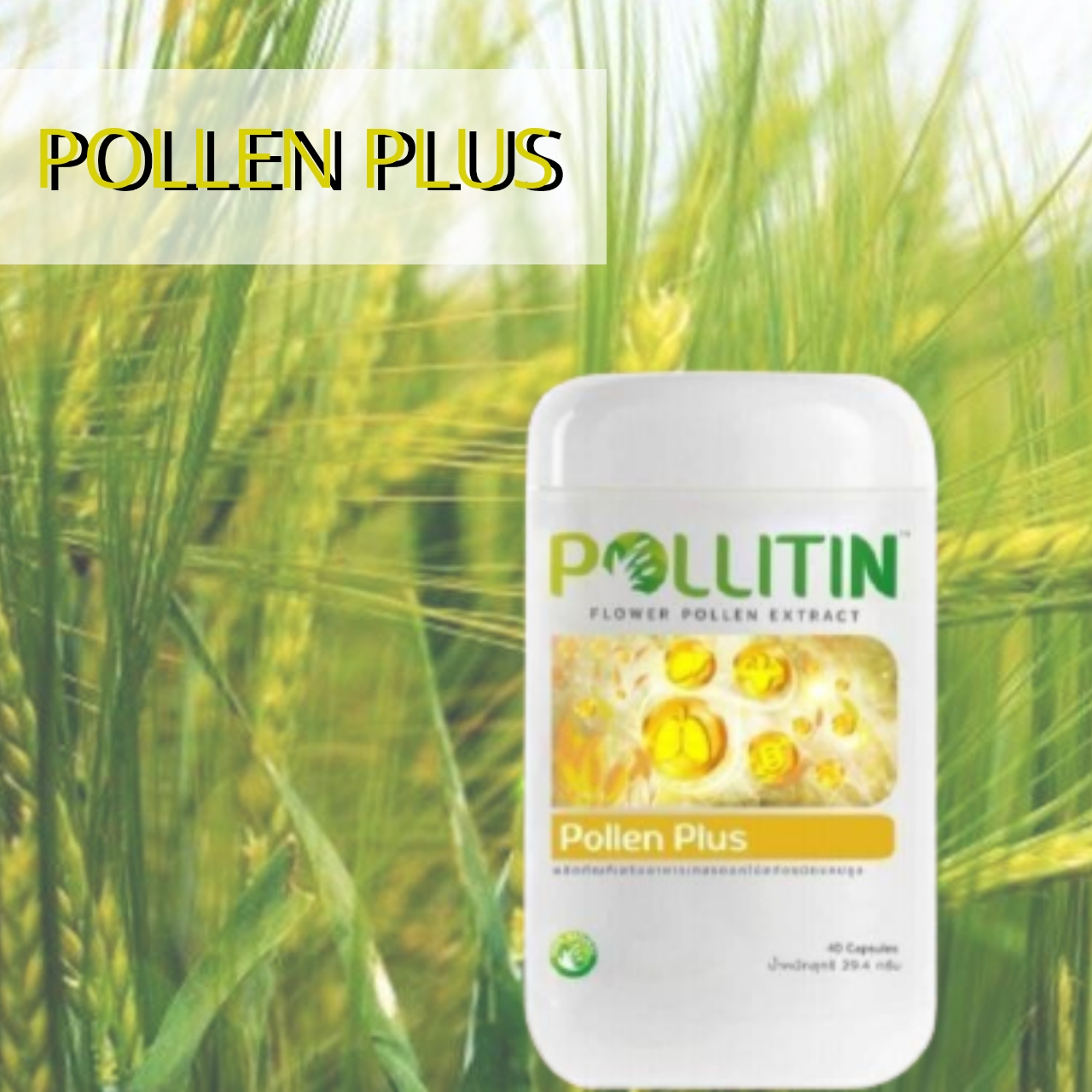 pollen plus,พอลเลนพลัส,พอลลิติน,pollitin,cernitin,เซอร์นิติน,ภูมิคุ้มกัน,ละอองเกสรดอกไม้,กรดอะมีโน