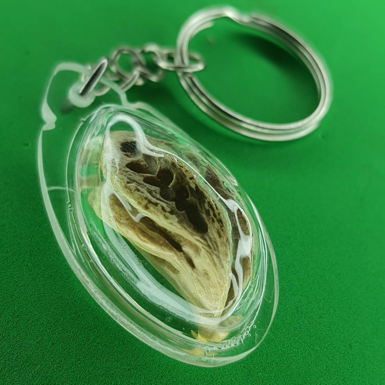 ของป้องกัน เล็บครุฑแบบพวงกุญแจ สีขาว เล็บครุฑ ผลเล็บครุฑ ของแท้ เล็บพญาครุฑ