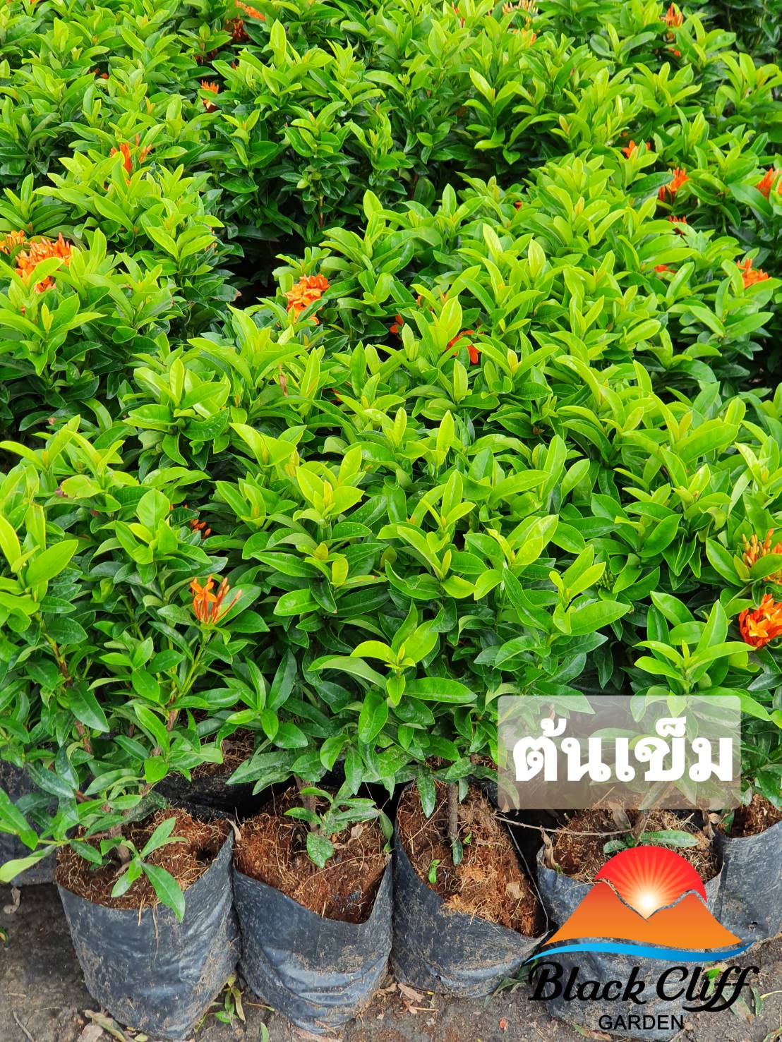 ต้นเข็ม ไม้ประดับ กิ่งพันธุ์ ต้นไม้ ไม้ผล ต้นพันธ์ เมล็ดพันธ์ พันธุ์ไม้ ไม้มงคล ไม้ฟอกอากาศ เมล็ดพันธุ์ สวนเขาหมาก เป็นรั้วบ้าน เพื่อขยายพันธ์ ไม้ประดับ ไม้ดอก