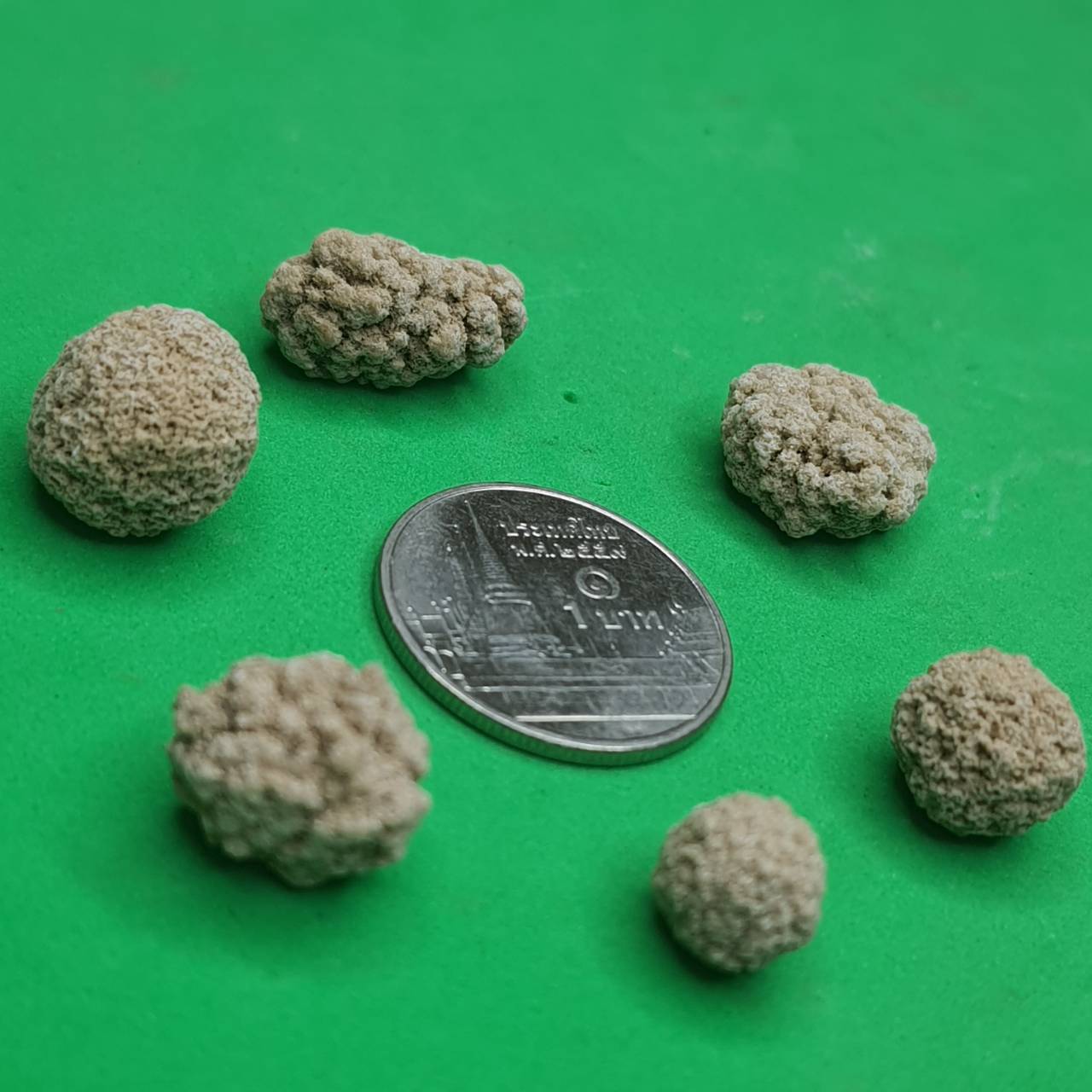 ของนำโชค พระธาตุสีวลี ขนาดเหรียญบาท พระสิวลี ของแท้ พระเครื่องพระสีวลี