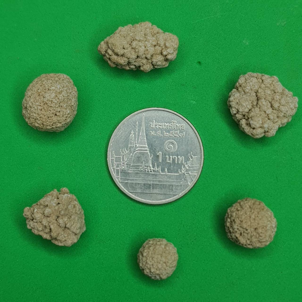 ของนำโชค พระธาตุสีวลี ขนาดเหรียญบาท พระสิวลี ของแท้ พระเครื่องพระสีวลี