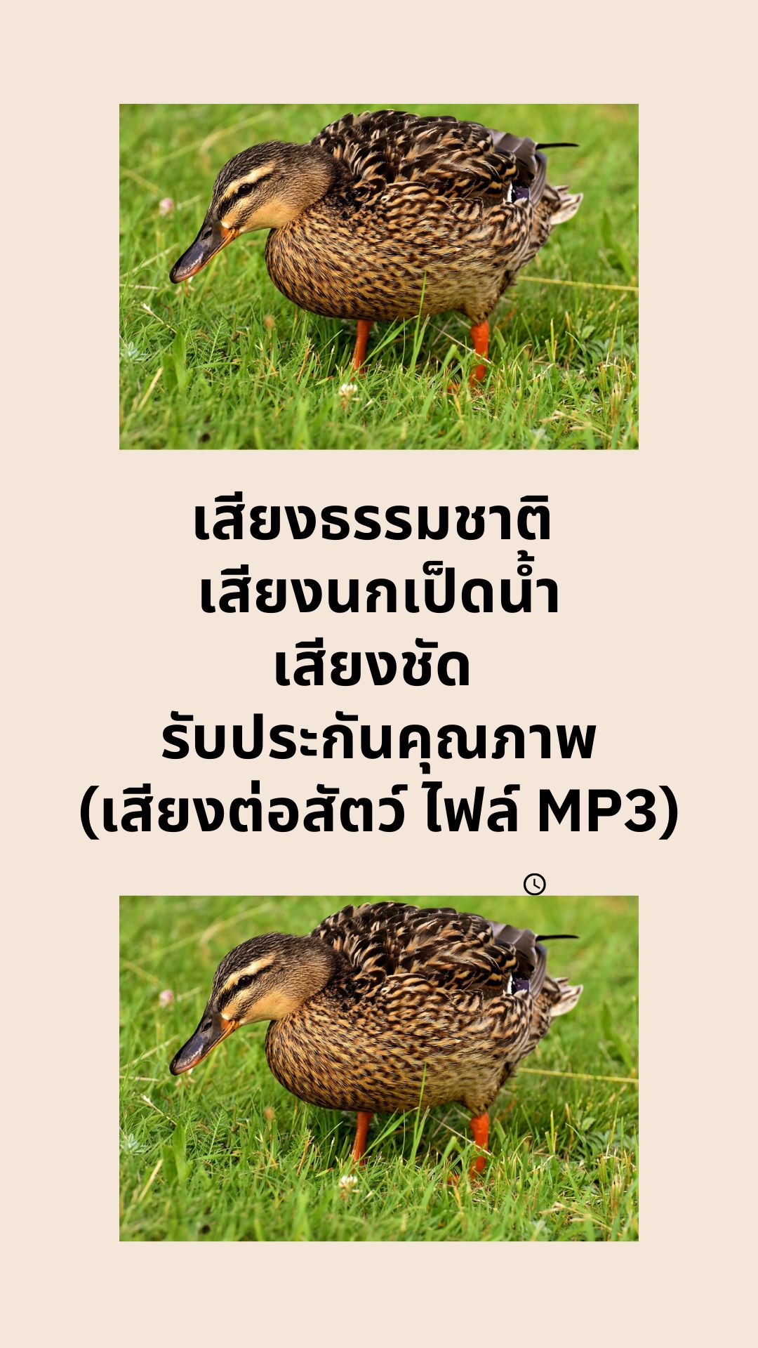 เสียงธรรมชาติ เสียงนกเป็ดน้ำ เสียงชัด รับประกันคุณภาพ (เสียงต่อสัตว์ ไฟล์ MP3)