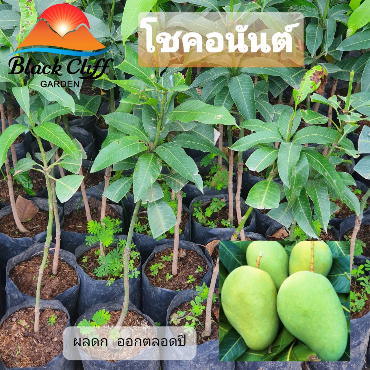 ต้นมะม่วงโชคอนันต์ มะม่วงโชคอนันต์ มะม่วง ผลไม้ ไม้มงคล ไม้ผล ต้นไม้ เมล็ดพันธ์ พันธุ์ไม้หายาก ทานง่าย ทานเล่น เพื่อสุขภาพที่ดี