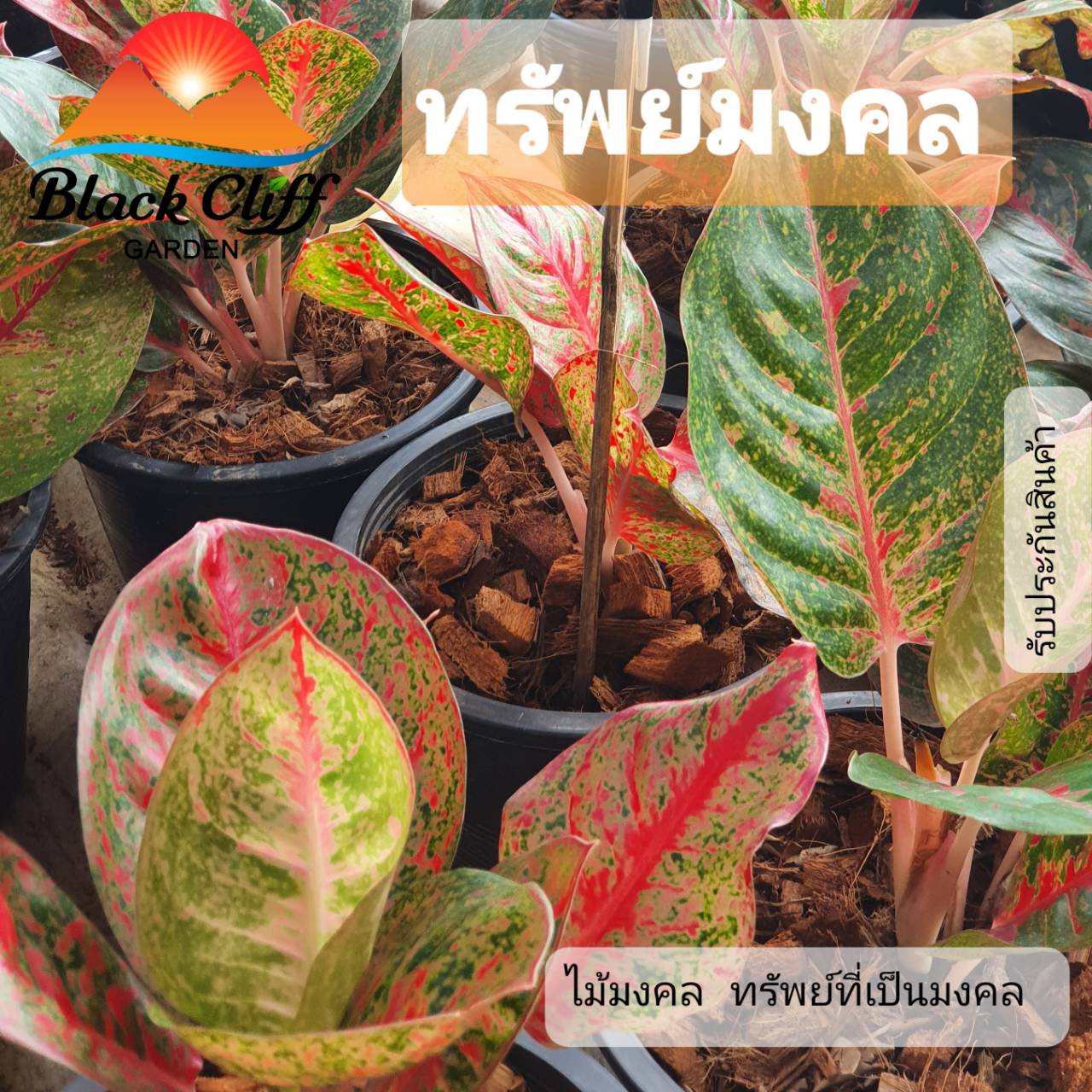 ทรัพย์มงคล ไม้มงคล ไม้ฟอกอากาศ สวนเขาหมาก ต้นไม้ เสริมดวงชะตา ให้มีความเริญงอกงาม และฟอกอากาศให้บริสุทธิ์