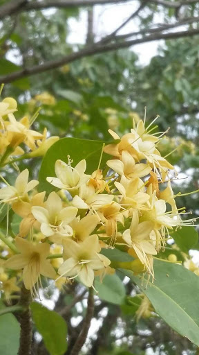 ต้นกันเกรา ตำเสา มันปลา สวนเขาหมาก ไม้ยืนต้นโบราณ ดอกหอม ไม้หายาก ใกล้สูญพันธุ์