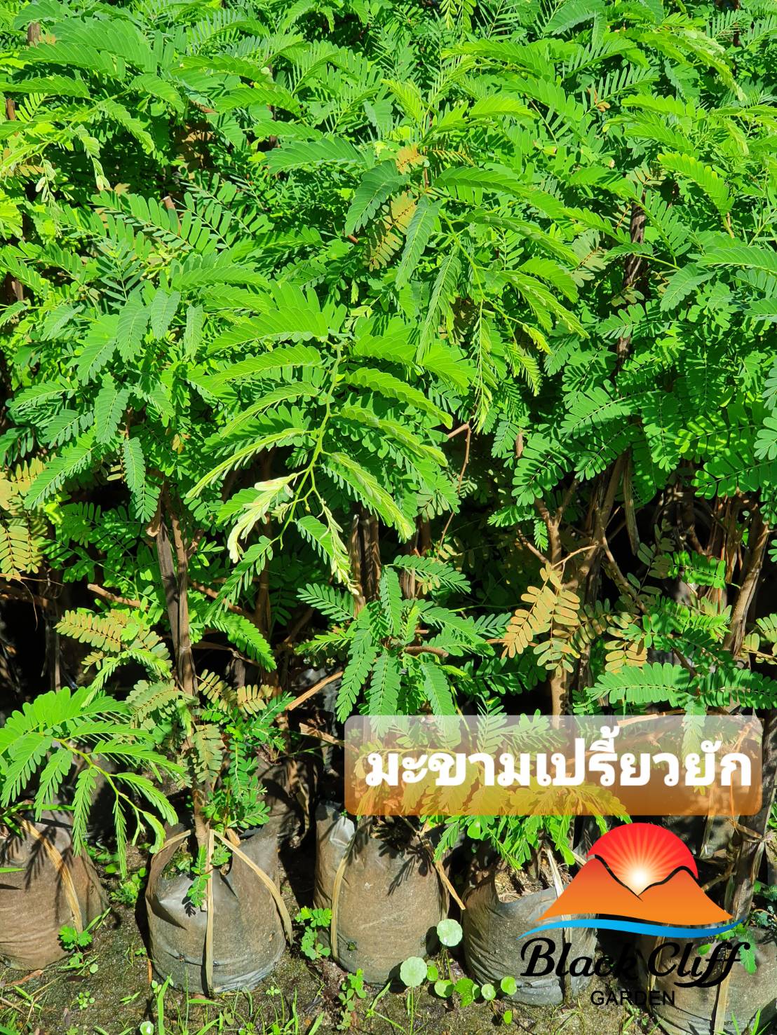 ต้นมะขาม ยักษ์ ไม้ยืนต้น ตกแต่งสวน มะขาม ต้นมะขาม สมุนไพร สวนเขาหมาก ผลเปรี้ยว ต้นไม้ ไม้ผล ปลูกเพื่อเก็บผล หรือการค้า ต้นแข็งแรงสมบูรณ์ ปลูกง่าย สูงประมาณ 60 ซม.