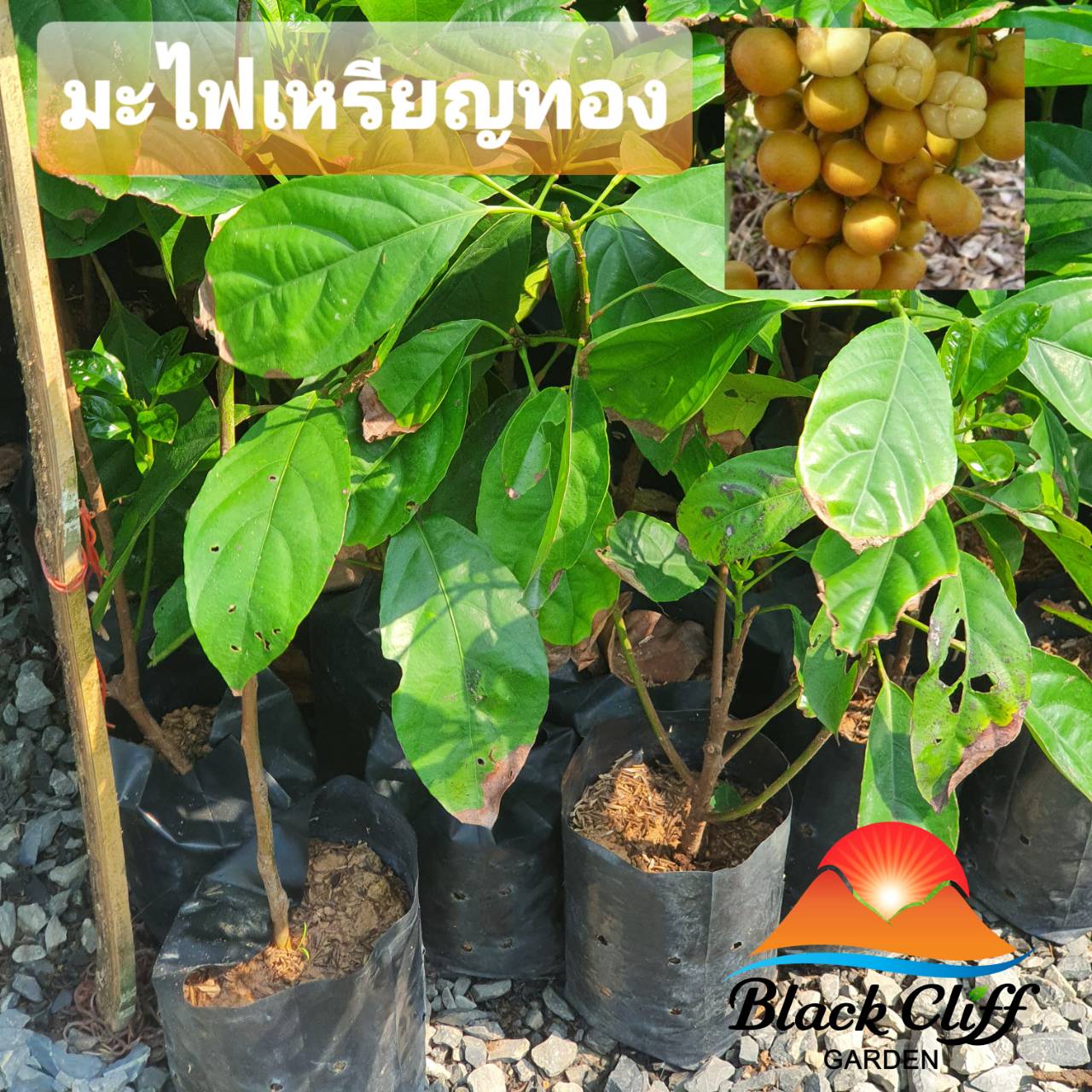 ต้นมะไฟเหรีญทอง ต้นมะไฟ มะไฟ กิ่งพันธุ์ ต้นไม้ ไม้ผล ต้นพันธ์ เมล็ดพันธ์ พันธุ์ไม้ สวนเขาหมาก เนื้อนวลหวานฉ่ำ เป็นไม้พุ่มดูแลง่าย ออกลูกดกเต็มต้น