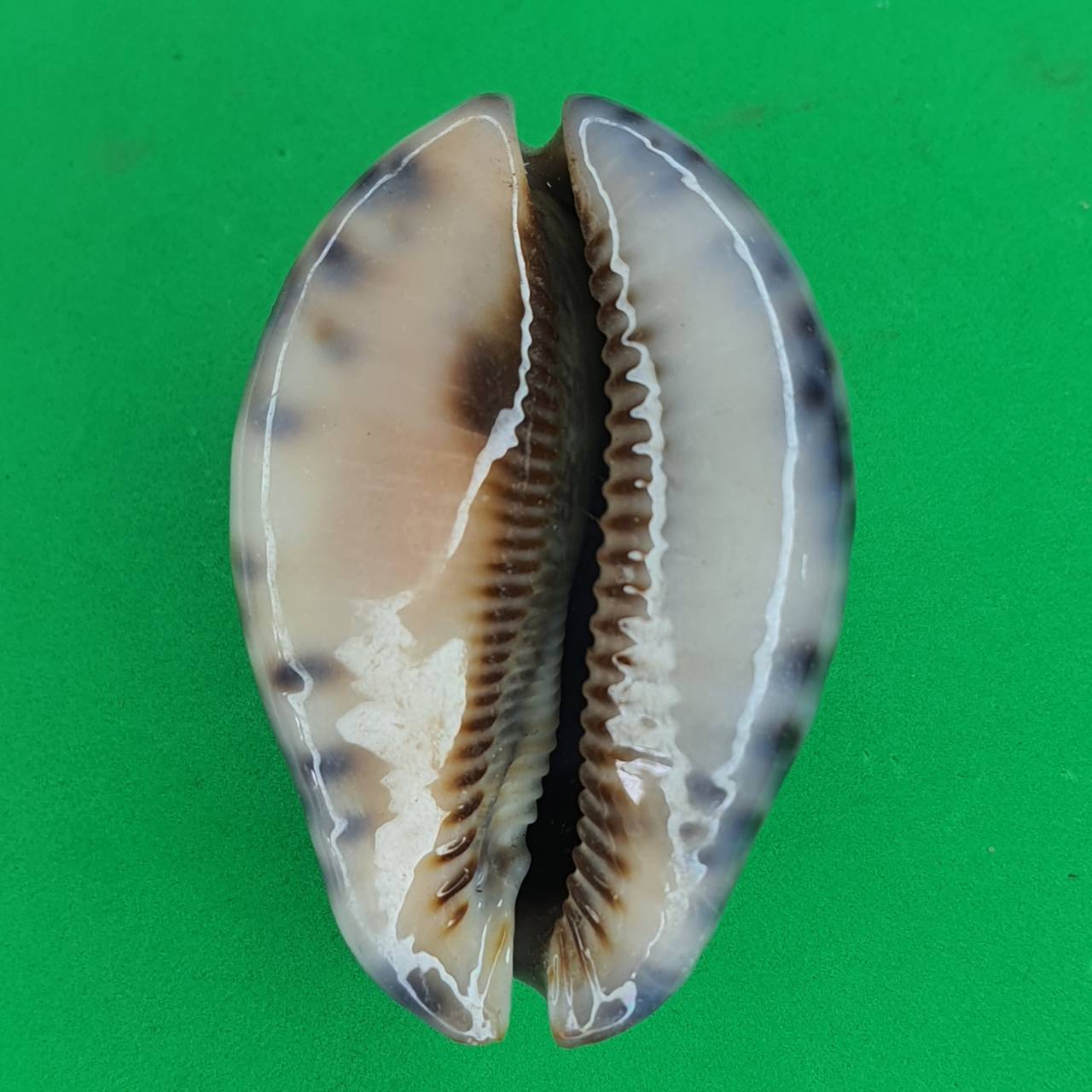 ของป้องกัน เบี้ยแก้ครู เล็ก ขนาดความยาว 4 - 5 ซม. เบี้ยแก้คุณไสย ของแท้ เบี้ยแก้ปลุกเสก เบี้ยแก้หอย เบี้ยแก้ของแท้