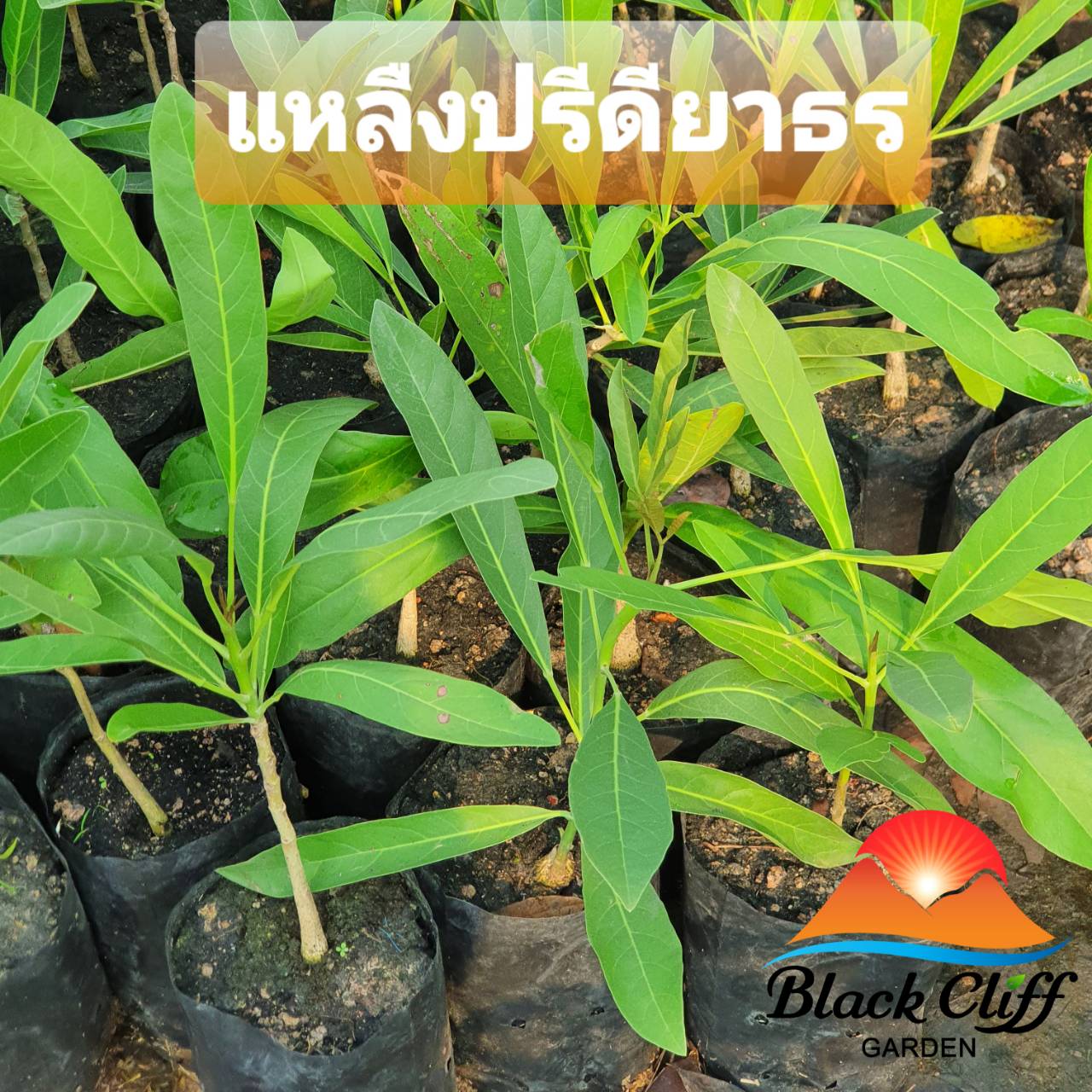 ต้นเหลืองปรีดียาทร ไม้ป่า ไม้มีค่า ไม้เศรษฐกิจ เพื่อความยั่งยืน เก็บออมในต้นไม้ สวนเขาหมาก