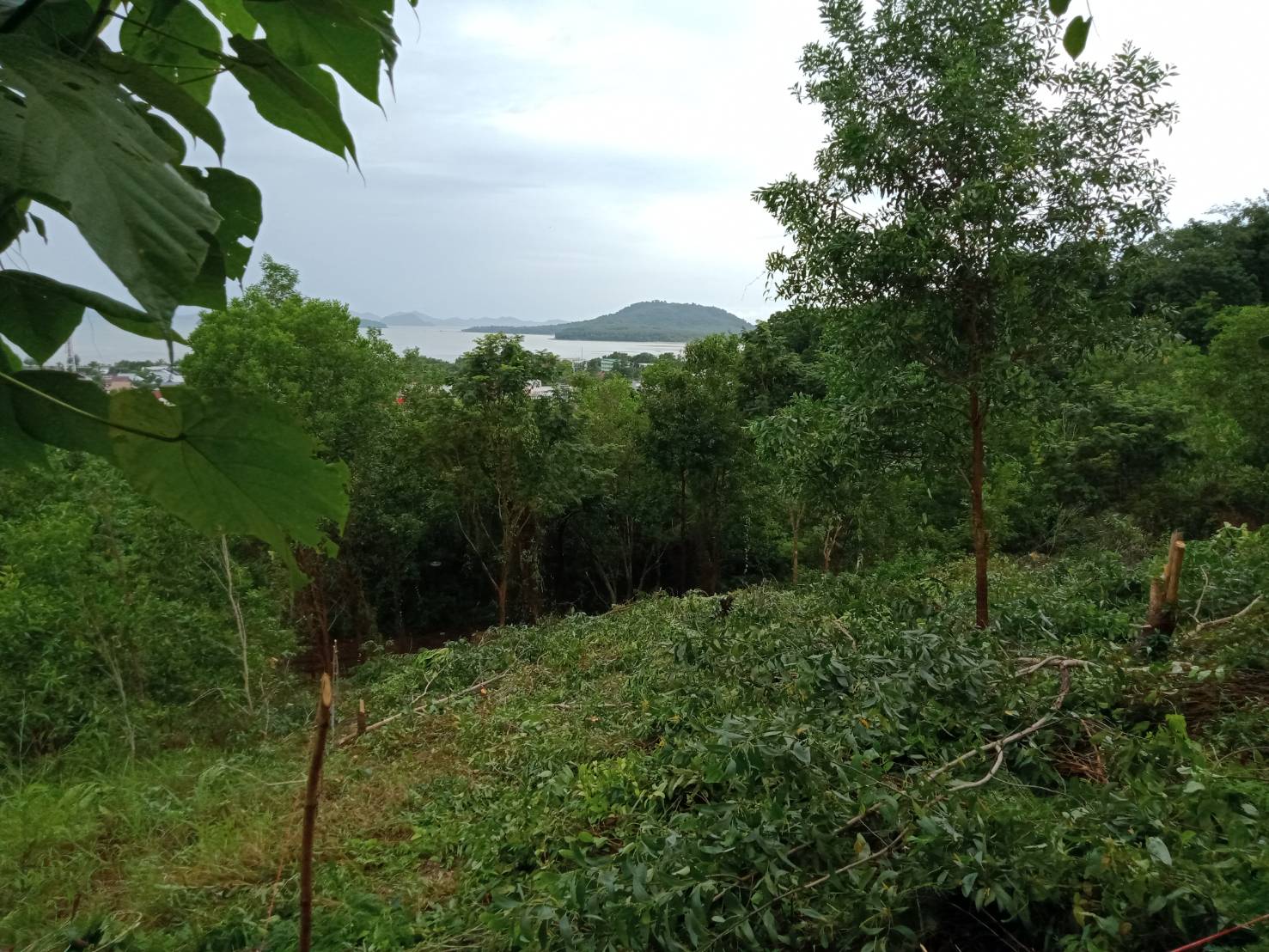 For Sales : Land Kathu, Near Phumontra , 323 Sq.w.