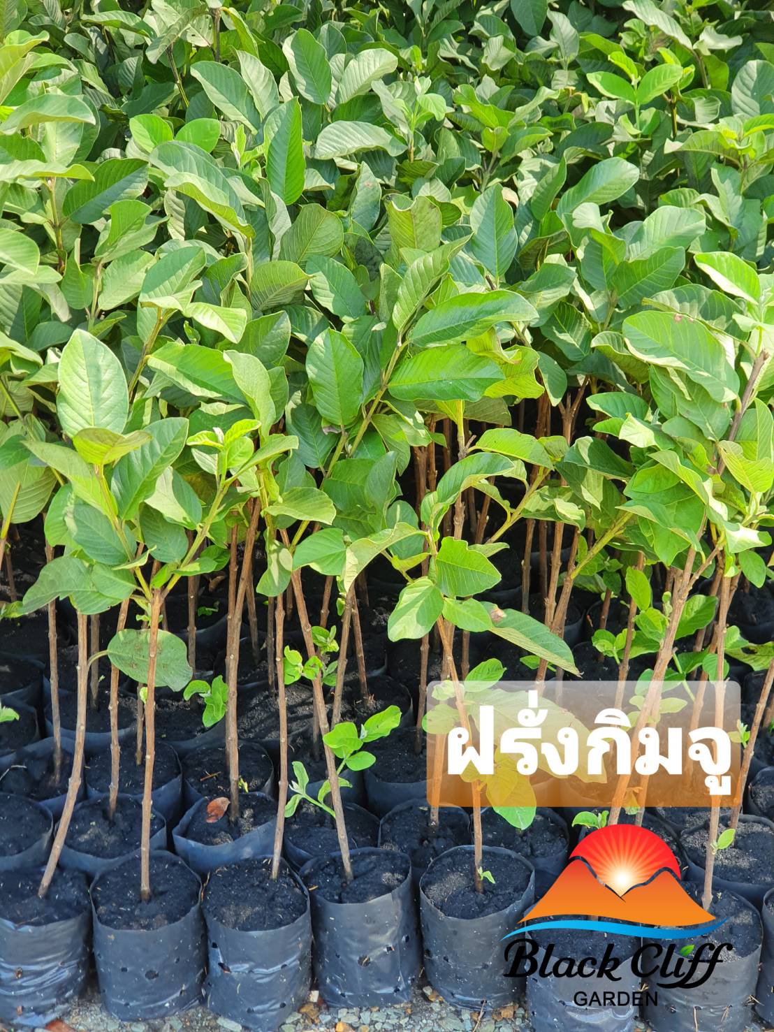 ต้นฝรั่งกิมจู ฝรั่งกิมจู วิสาหกิจชุมชน สวนเขาหมาก
