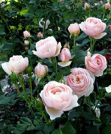 กุหลาบสีชมพู blackcliigarden ดอกกุหลาบ กุหลาบชมพู ไม้ประดับสวน