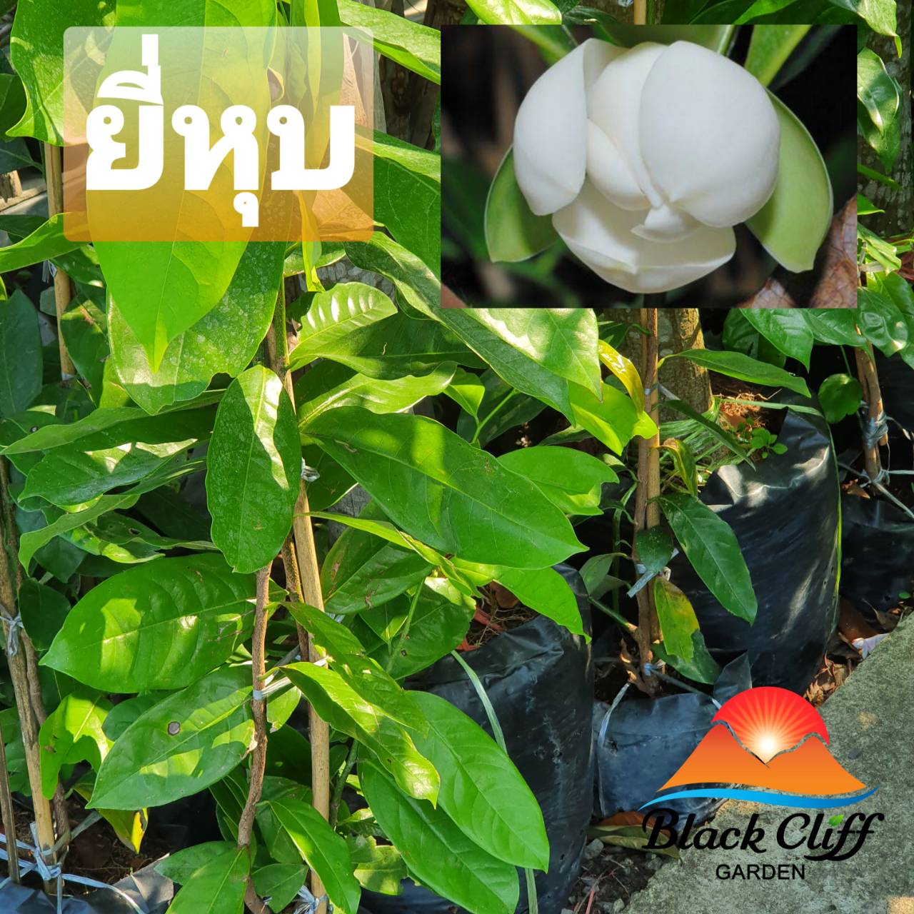ต้นยี่หุบ ยี่หุบ ดอกหอม ไม้ไทย ดอกหอม ไม้มงคล ปลูกร่มเงา สวนเขาหมาก รับประกันสินค้า