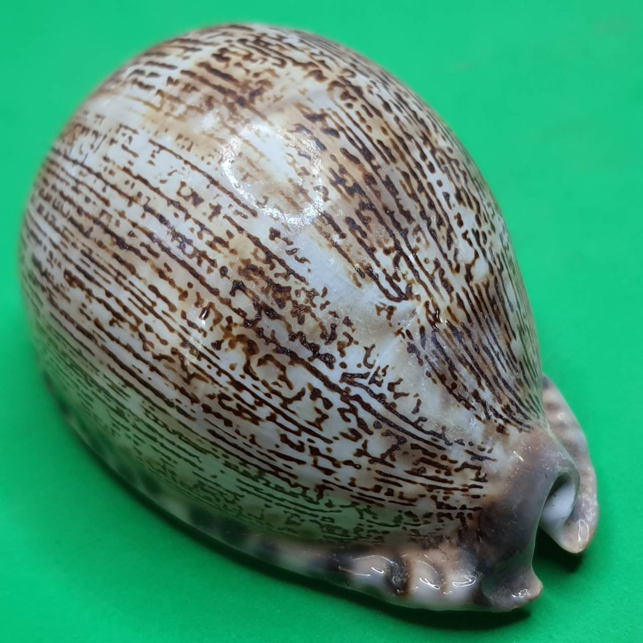 ของป้องกัน เบี้ยแก้ครู ขนาดกลาง เบี้ยแก้ของแท้ เบี้ยแก้คุณไสย ของแท้ เบี้ยแก้ปลุกเสก