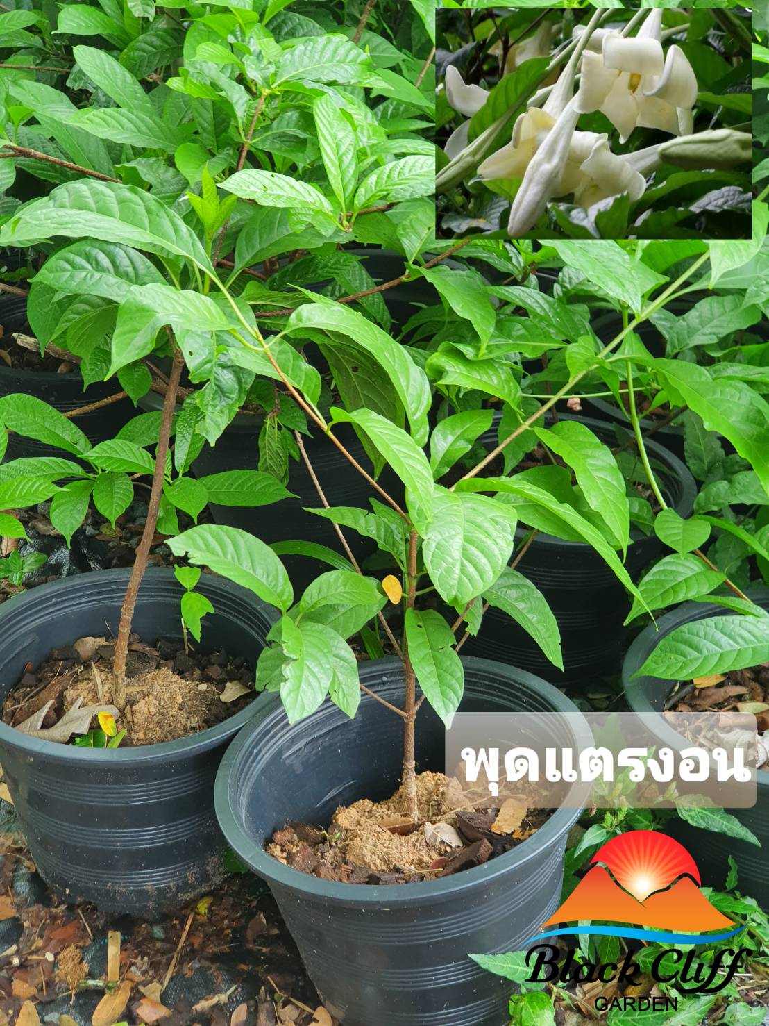 ต้นพุดแตรงอน ไม้หอม ดอกหอม ไม้มงคล ต้นไม้ เมล็ดพันธ์ พันธุ์ไม้หายาก ไม้ประดับ ไม้ดอก