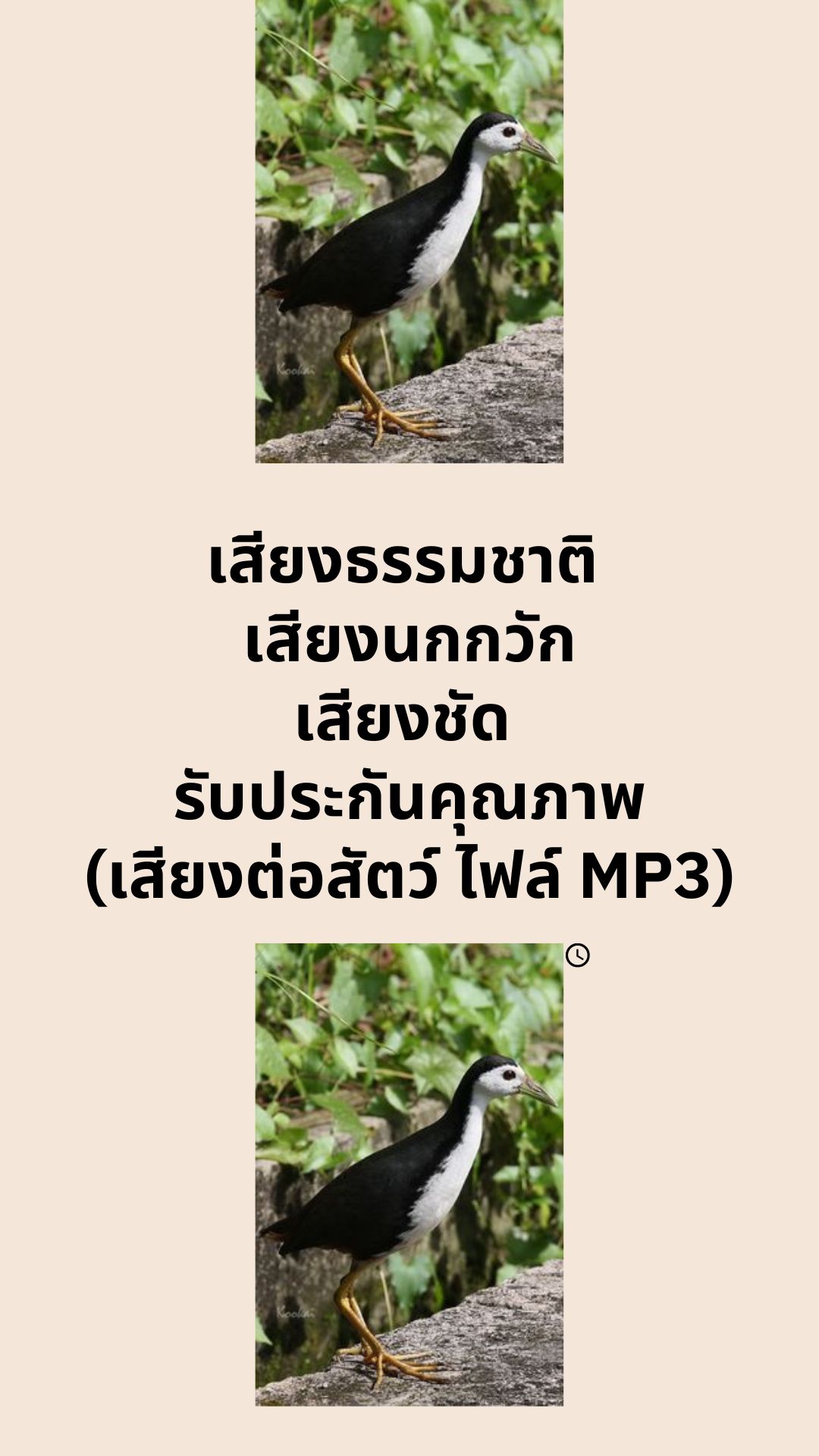 เสียงธรรมชาติ เสียงนกกวัก เสียงชัด รับประกันคุณภาพ (เสียงต่อสัตว์ ไฟล์ MP3)