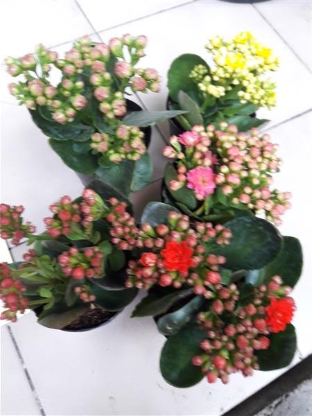 กุหลาบหิน ต้นกุหลาบหิน สวนเขาหมาก รับประกันสินค้า ไม้อวบน้ำ ต้นสวยงามพร้อมดอก ไม้ประดับ