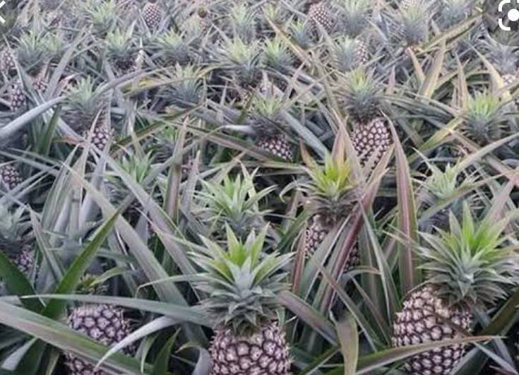 หน่อสัปรด สัปรด กิ่งพันธุ์ สัปรดปัตาเวีย blackcliffgarden