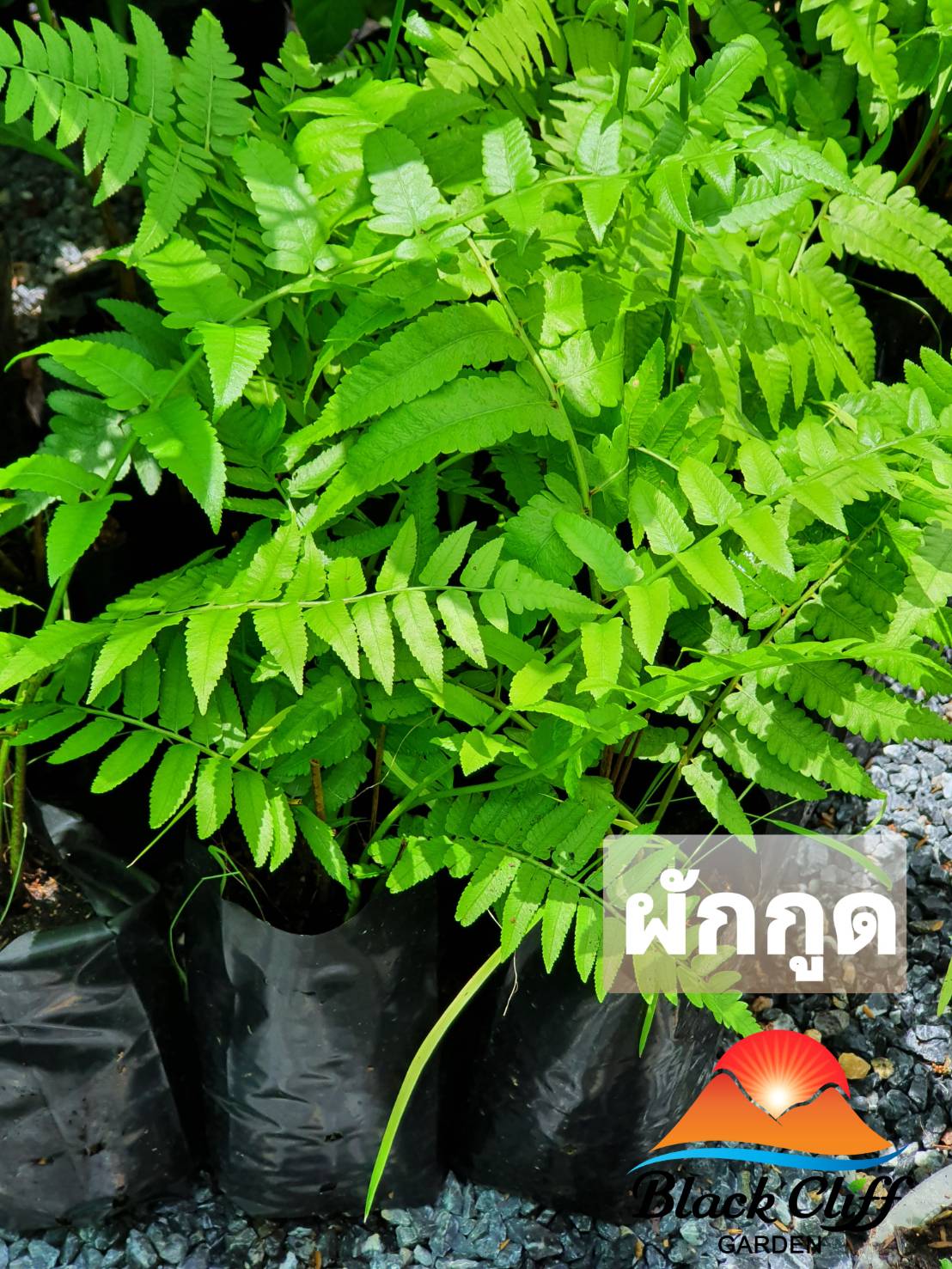 ต้นผักกูดผักปลอดสารพิษ ต้มกระทิ ยำผักกูด สวนเขาหมาก