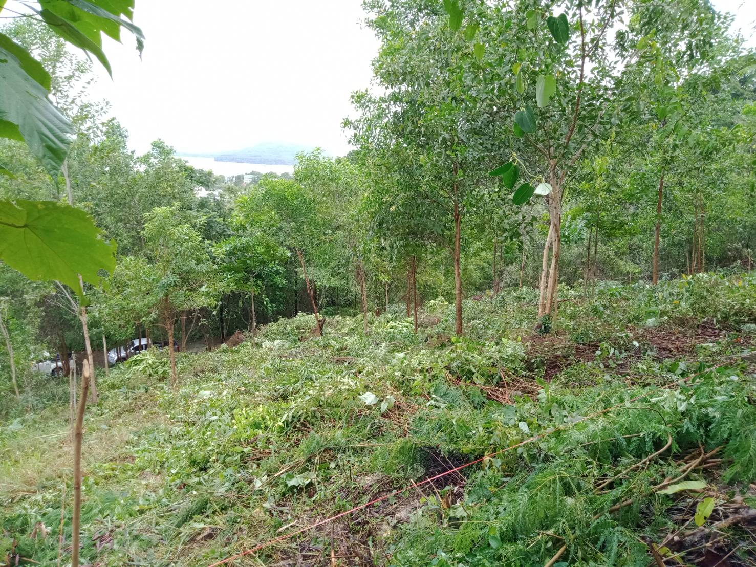 For Sales : Land Kathu, Near Phumontra , 323 Sq.w.
