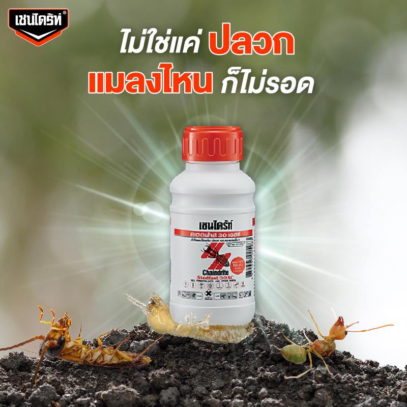 น้ำยากำจัดปลวก CHAINDRITE 30SC 500 ซีซี
