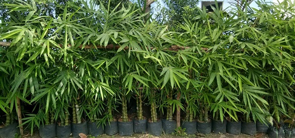 กิ่งไผ่น้ำเต้า ไม่น้ำเต้า สวนเขาหมาก กิ่งสูง 60 ซม เลี้ยงง่าย ลำต้นสวย ปลูกแนวรั้ว ขนาดกำลังปลูก รากแข็งแรง