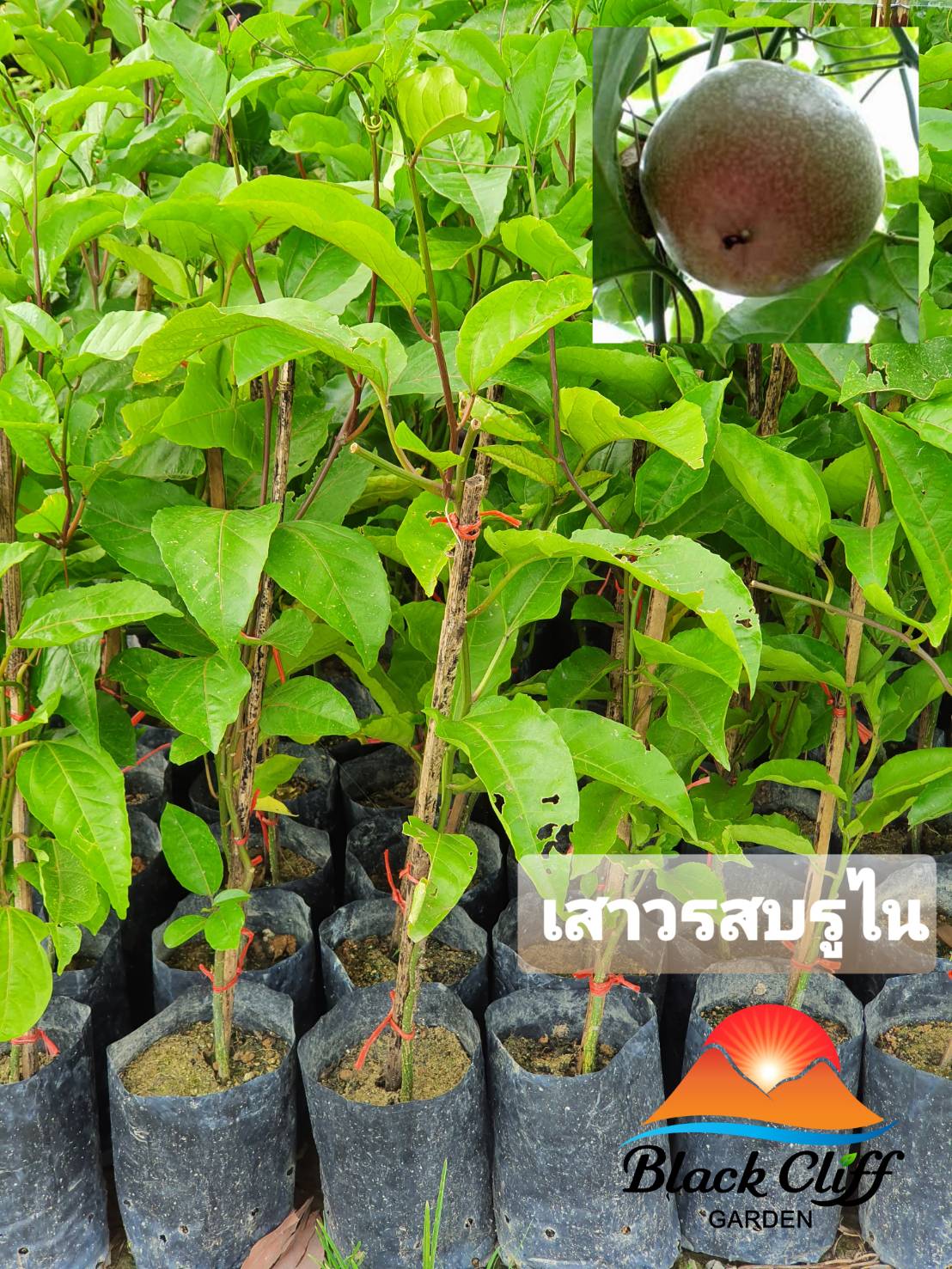 กิ่งเสาวรสพันธุ์บรูไน ผลไม้ ต้นไม้ วิสาหกิจชุมชน สวนเขาหมาก