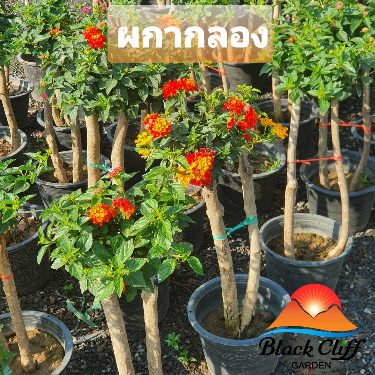 ผกากรอง สวนเขาหมาก ไม้ดอกสวย หลากสี ต้นไม้ ต้นพันธ์ ไม้ดอก เมล็ดพันธ์ พันธุ์ไม้ ไม้มงคล ไม้ประดับ
