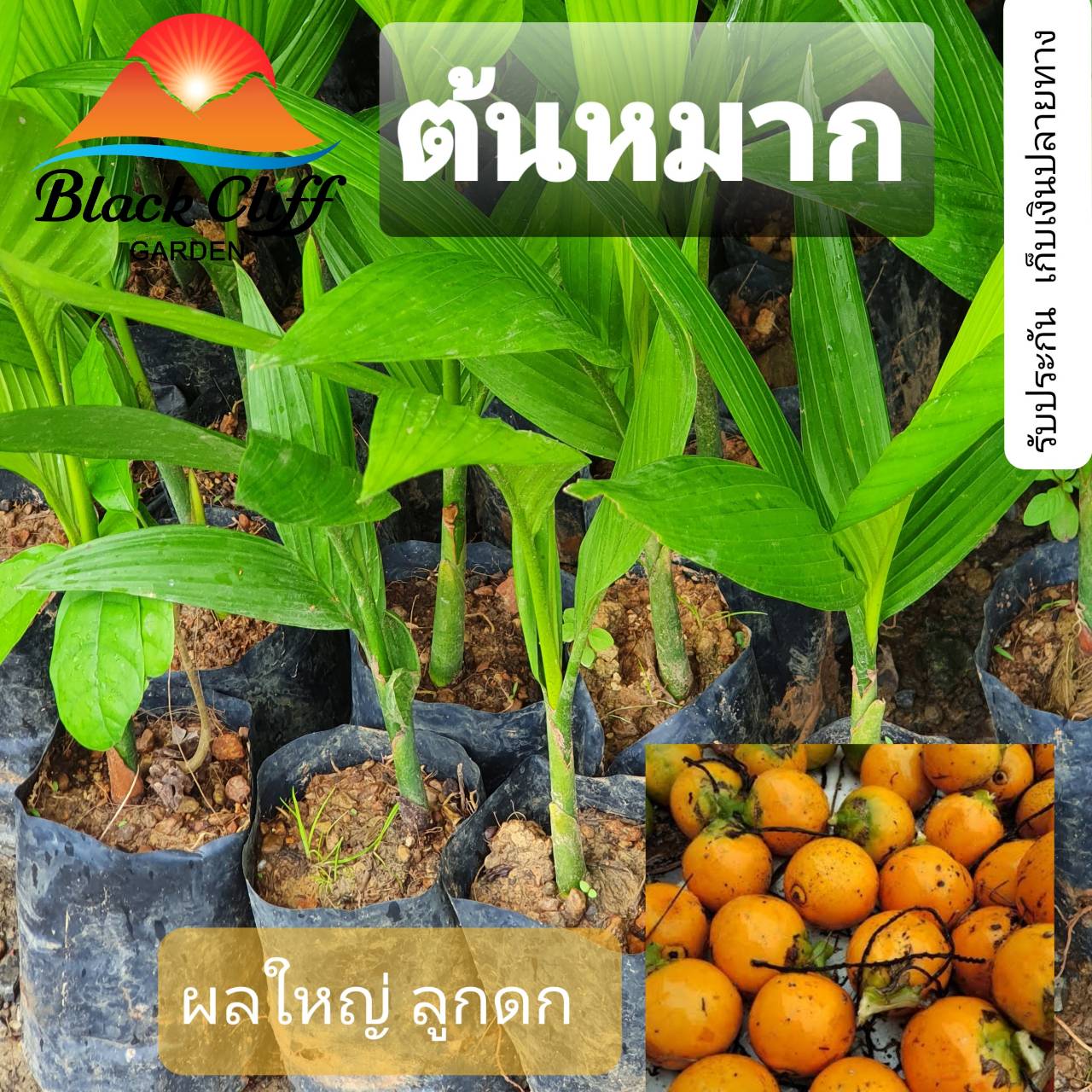 ต้นหมาก หมากพลู กิ่งพันธุ์ ต้นไม้ ไม้ผล ต้นพันธ์ เมล็ดพันธ์ พันธุ์ไม้ ไม้มงคล ไม้ฟอกอากาศ เมล็ดพันธุ์ สวนเขาหมาก พันธุ์ไม้โบราณ เหมาะสำหรับเป็นไม้ประดับ สวยงาม สวนและบ้าน สูงประมาณ 30-40 ซม.