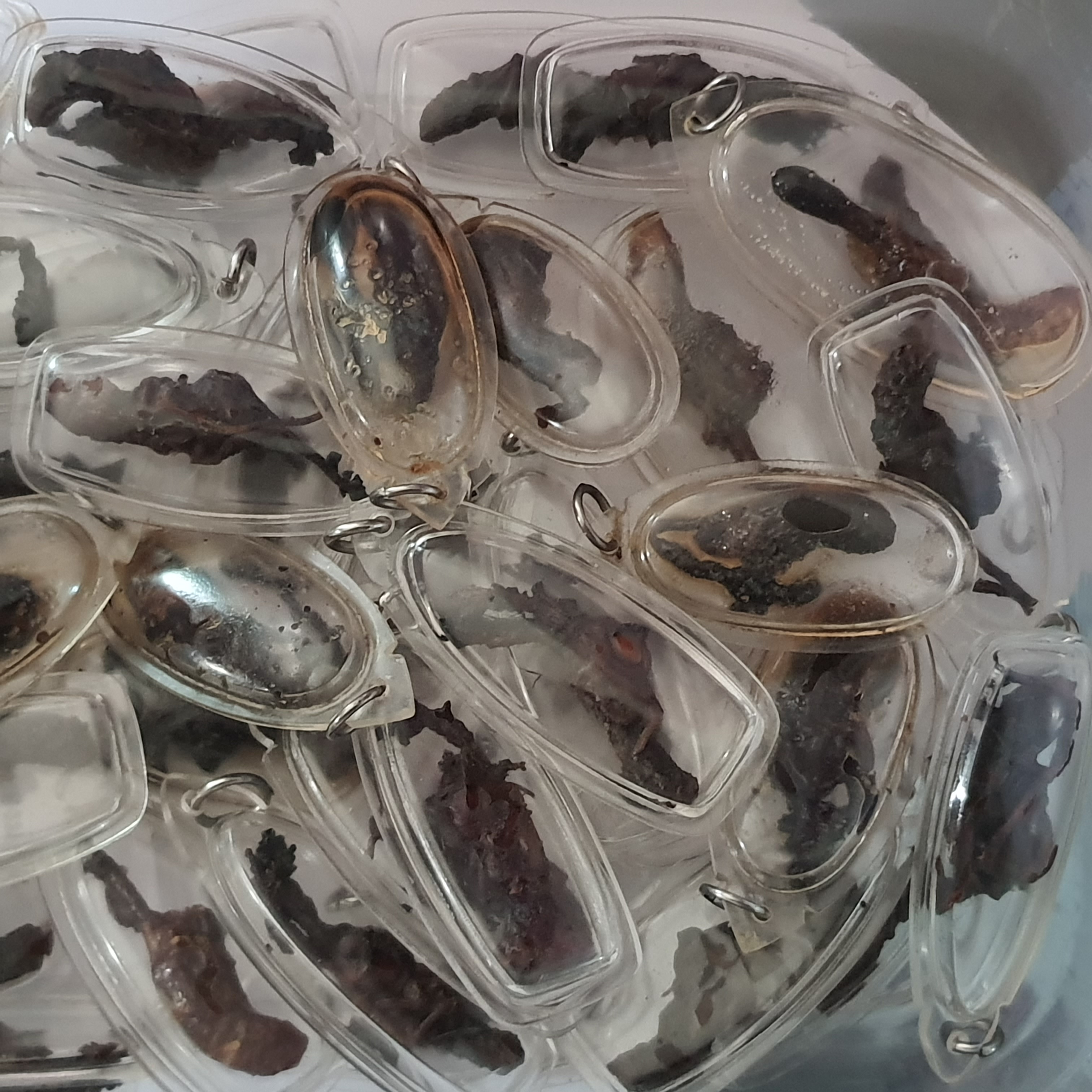 ของนำโชค ว่านจั๊กจั่นของแท้ เลี่ยมกรอบ ขนาด 3-4ซ.ม. ปลุกเสกแล้ว ว่านจั๊กจั่น เรไร พญาว่านจั๊กจั่น ว่านจั๊กจั่นของแท้